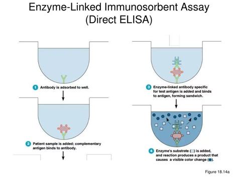 PPT Enzyme Linked Immunosorbent Assay Direct ELISA PowerPoint