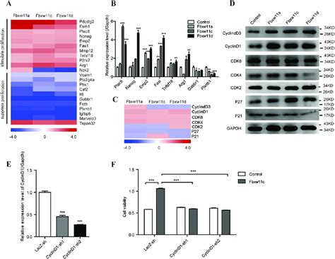 Analysis Of Proliferation Associated Genes In L Cells Expressing