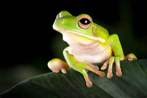 White Lipped Green Tree Frog Visit Daintree Rainforest