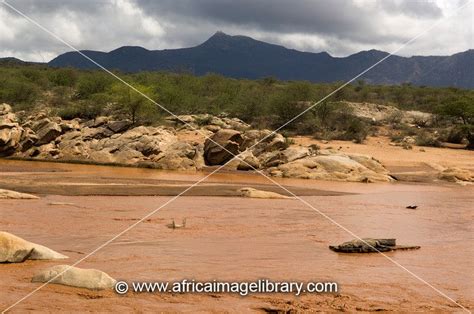 Photos And Pictures Of Nile Crocodile On The Ewaso Ngiro River Shaba