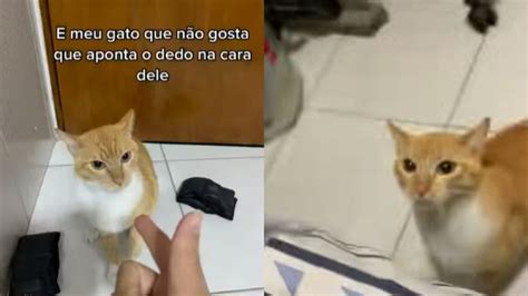 Gato que não gosta que apontem o dedo para ele avança em tutora veja vídeo