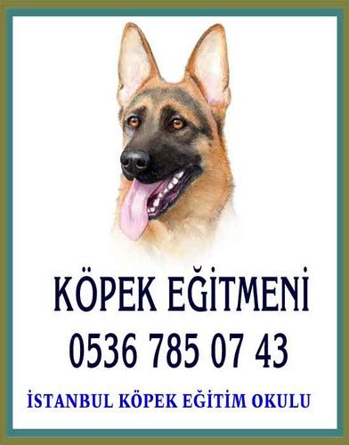 KÖPEK EĞİTİMİ Sancaktepe Fatihhayvanhastanesi