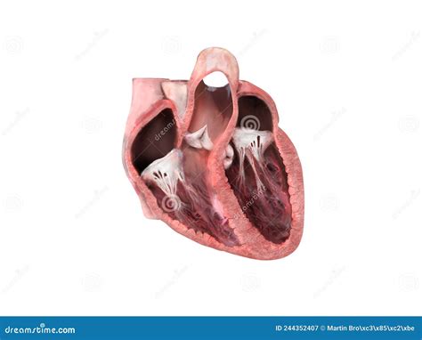 Anatomia Cardiaca Umana Diagramma Educativo Che Mostra Il Flusso