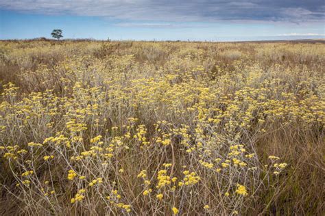 230+ Cerrado Biome Stock Photos, Pictures & Royalty-Free Images - iStock