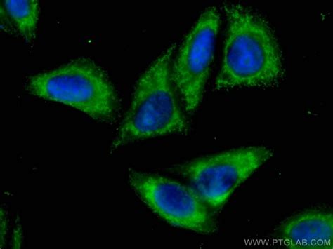 Rig Ddx Monoclonal Antibody B F Coralite Proteintech