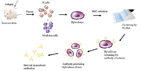 Monoclonal Antibody Production By Hybridoma Technique Download Scientific Diagram