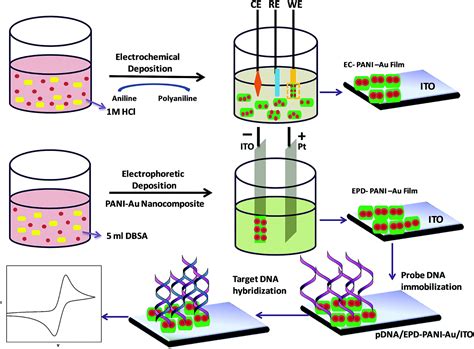 One Pot Synthesis Of A Polyanilinegold Nanocomposite And Its Enhanced