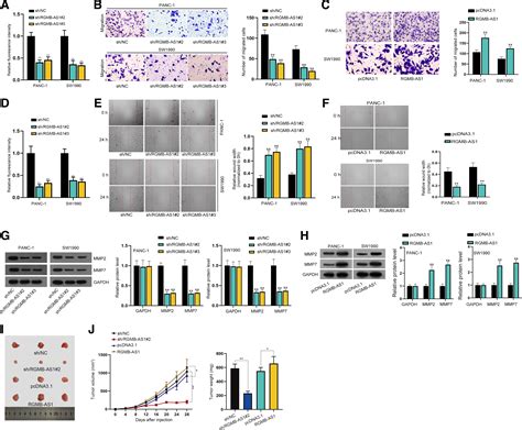 LncRNA RGMB AS1 Facilitates Pancreatic Cancer Cell Proliferation And