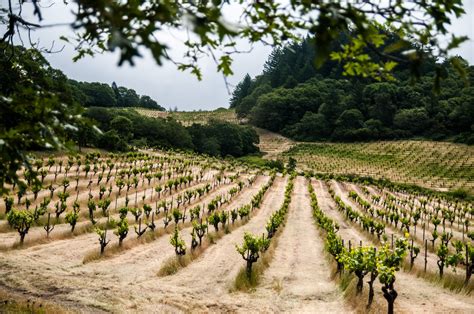 Mayacamas A Close Look At One Of Napa Valleys Greatest Vineyards