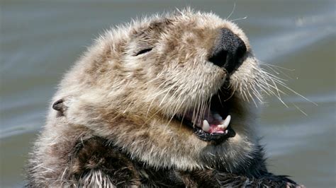 Sea Otter Teeth