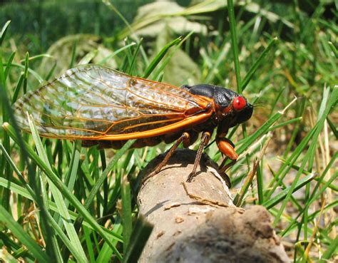 17 Year Cicada Brood Ii