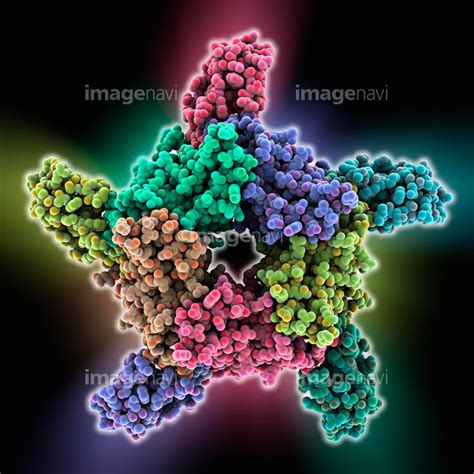 【ヘビ ペプチド コブラトキシン 分子模型 生化学 生物学】の画像素材64058271 写真素材ならイメージナビ