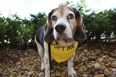 4 Hound Mix Dogs Available for Adoption in Maine Right Now