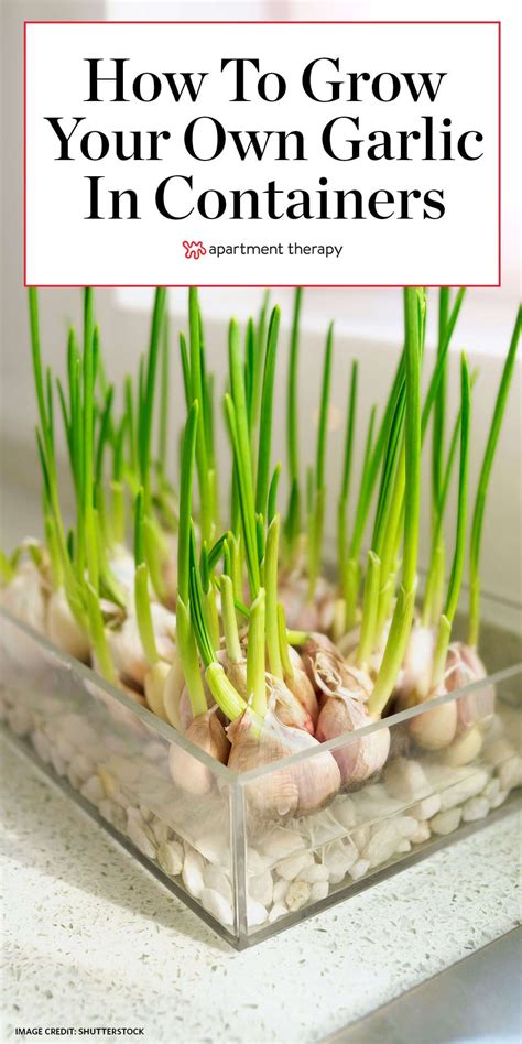 Grow Garlic Greens Indoors In Containers