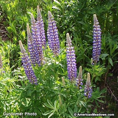 Blue Lupine Gallery Blue Lupinus Lupine Sun Garden Perennial Garden