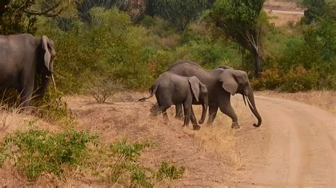 Elephants Crossing A Road Movie Chuck Holliday View In Albums Mode