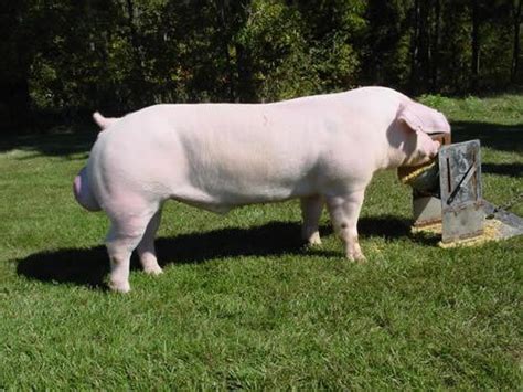 American Landrace pig - Alchetron, The Free Social Encyclopedia