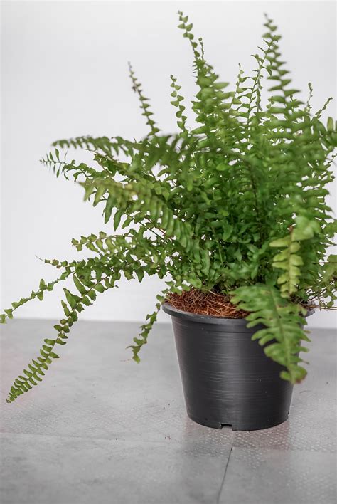 Boston Fern - Tierra Plants