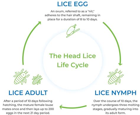 Lice Facts Everything You Need To Know Lice Away Today