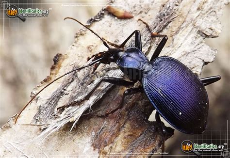 Andrew S Snail Eating Beetle