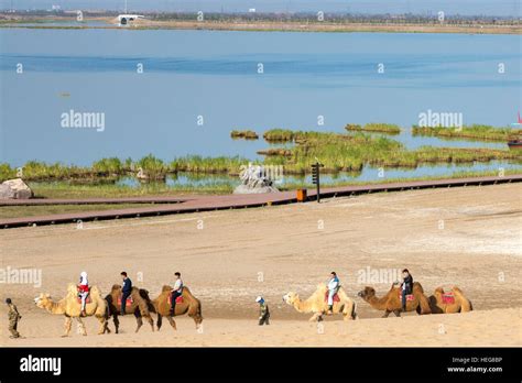 Tourists Riding Camels In The Desert At Sand Lake Scenic Area