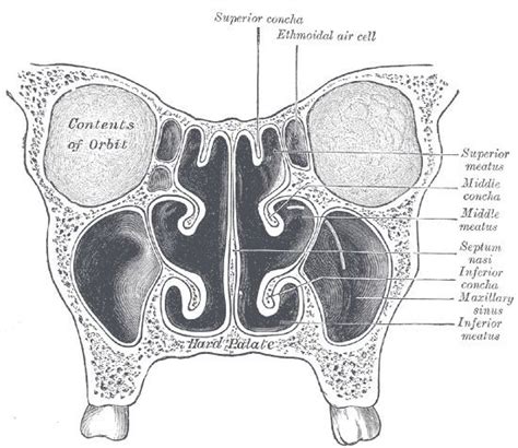 Nasal meatus - Alchetron, The Free Social Encyclopedia