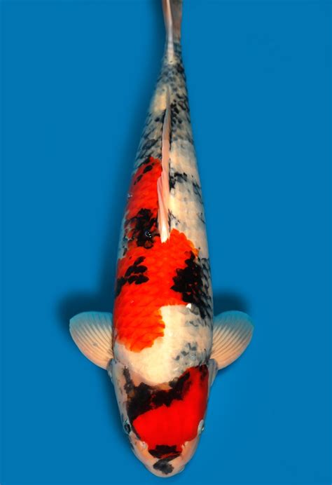 Koi Auktion Dainichi Showa Nisai MonaLisa Male 58cm T07 039 Dainichi