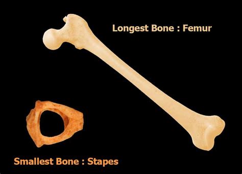 Smallest And Longest Bone In Human Body | Interesting Facts