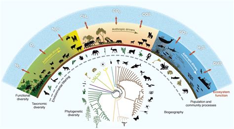 The Functions Of Biological Diversity In An Age Of Extinction Science