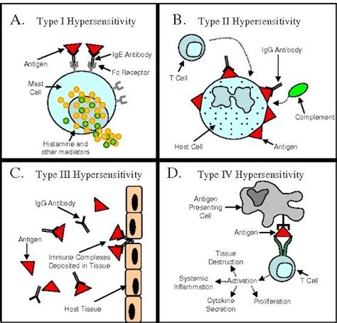 Hypersensitivity Reactions - Microbiology Notes