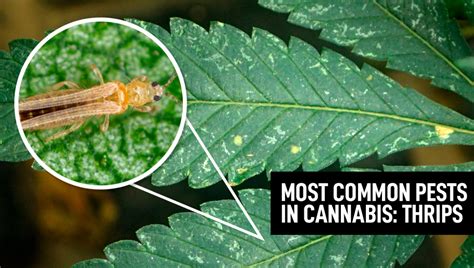 Most Common Pests In Cannabis Thrips Fast Buds