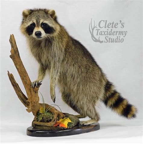 Raccoon Lifesize Mount Taxidermy Mounts Butcher Shop Wildlife Art