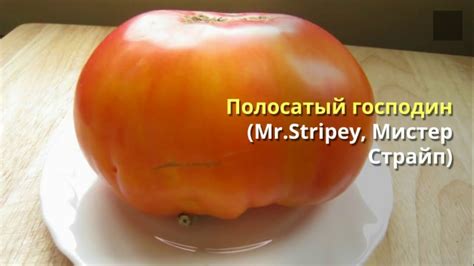 Урожайные и вкусные сорта томатов Поль Робсон - YouTube