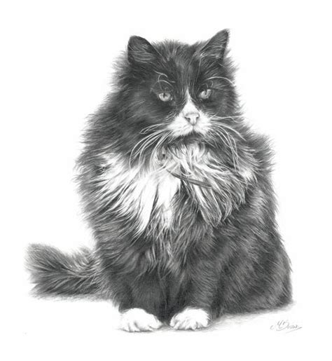 Black And White Cat Drawing at PaintingValley.com | Explore collection of Black And White Cat ...