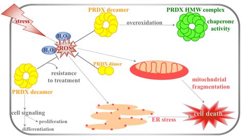 Functions Of Proxiredoxins Prdxs In The Cell Increased Level Of Ros