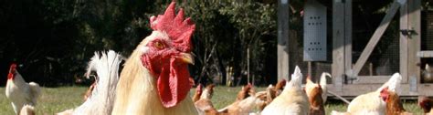 Coccidiosis In Backyard Chickens Uf Ifas Extension Polk County