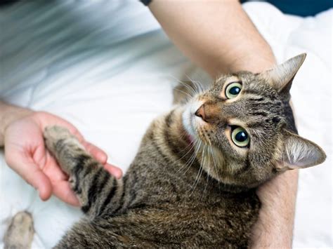 How To Help A Cat With Separation Anxiety Furry Insider