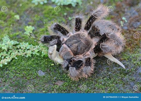 A Tarantula is Eating a Lizard. Stock Image - Image of frightening ...