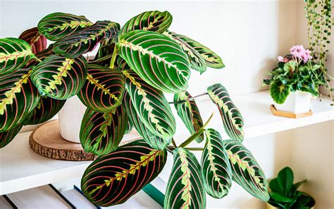 Prayer Plant Care For Beginners How To Keep Maranta Leuconeura Healthy