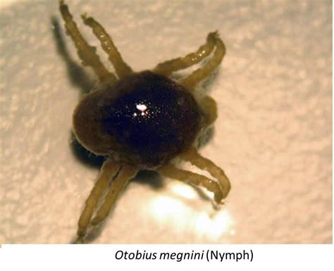 Otobius Megnini File: