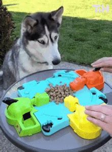 Doggo Hungry GIF - Doggo Hungry - Discover & Share GIFs