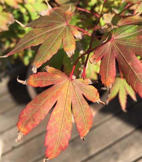 Acer Palmatum Sangokaku Early Fall Japanese Maple Garden Plant