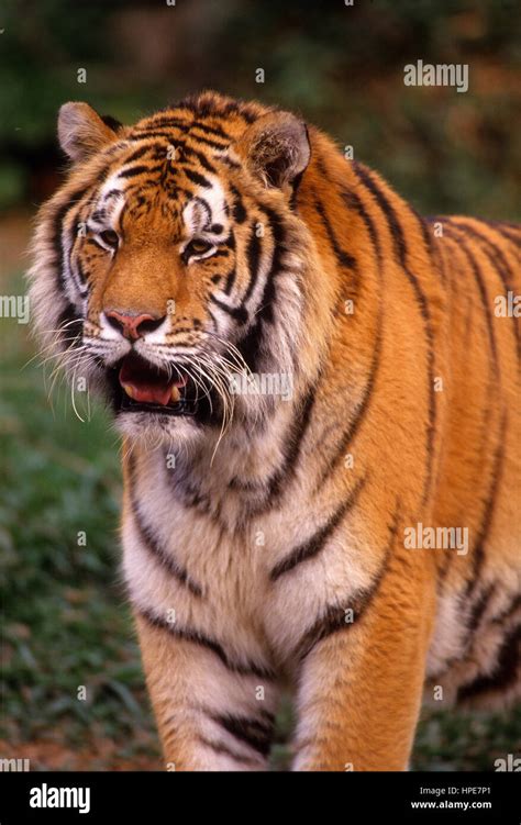 Tigre Siberiano el felino más grande del mundo Fotografía de stock Alamy