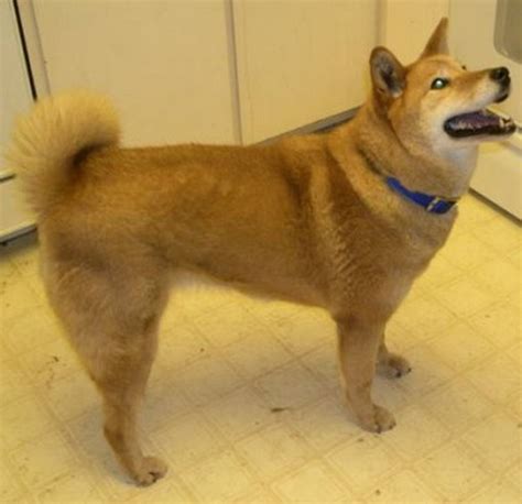 Dog Breed of the Day: Jindo