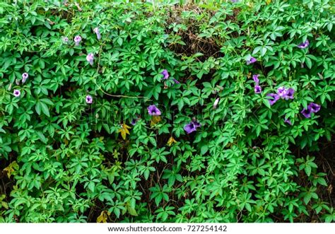 Ipomoea Cairica Railway Creeper Colorful Buds Stock Photo 727254142