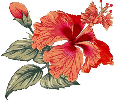 Bouquet Hibiscus Flower Drawing Transparency Background Floral Object