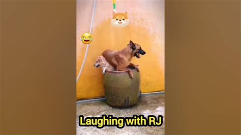 Are Babu Haat Re Bohut Garmi Baap Re Baap🤣🤣🤣 Funny Dogs Laughing