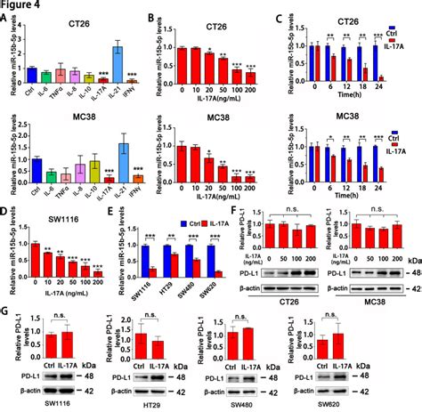 Mc Murine Colon Cancer Cell Line Atcc Bioz