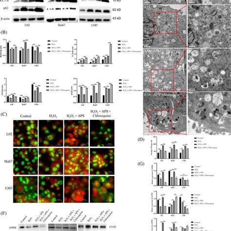 Astragalus Polysaccharide Alleviated Cell Injury By Activating