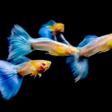 Topaz Blue Guppy Pair Buy Aquarium Plants And Aquarium Fishes Online